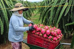 Kim ngạch xuất khẩu rau quả sang Trung Quốc bất ngờ giảm