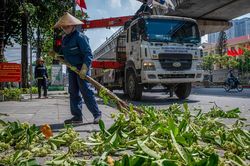 Hà Nội cắt tỉa gần 1.000 cây hoa sữa