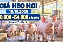 Giá heo hơi hôm nay 16.10.2026: Đà giảm có chững lại?