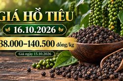 Giá hồ tiêu hôm nay 16.10.2026: Chờ sức mua sau phiên giữ giá