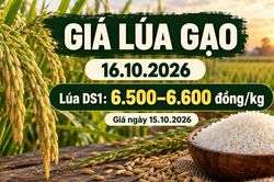 Giá lúa gạo hôm nay 16.10.2026: Sức mua vẫn là yếu tố cần theo dõi