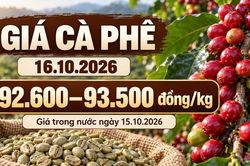 Giá cà phê hôm nay 16.10.2026: Đà tăng trong nước có tiếp diễn?