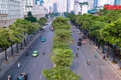 [Video] Hà Nội bắt đầu cắt tỉa chùm hoa của gần 1.000 cây hoa sữa