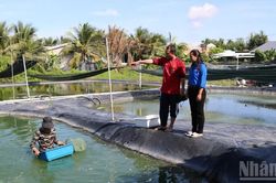 Thanh niên Đồng Tháp khởi nghiệp, làm giàu cho quê hương
