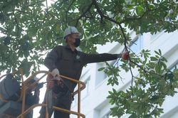 Hà Nội cắt tỉa gần 1.000 cây hoa sữa