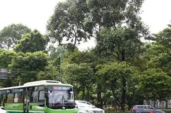 Thành phố Hồ Chí Minh tăng cường kiểm tra, quản lý cây xanh đô thị