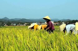 Đề xuất mở rộng diện hỗ trợ bảo hiểm y tế cho hộ nông dân