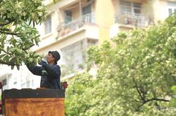 Hà Nội cắt tỉa 992 cây hoa sữa trên 13 tuyến đường