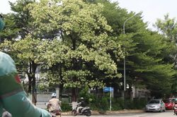 Hoa sữa nở rộ ở TPHCM, người thích thú kẻ ngán ngẩm than trời