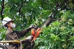 Hà Nội cắt tỉa hoa sữa, giảm mùi hương nồng trên nhiều tuyến phố