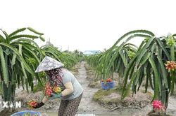 Đồng Tháp: Giá thanh long tăng mạnh sau thời gian dài giảm giá