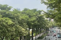 Hoa sữa bung nở khắp phố phường Hà Nội