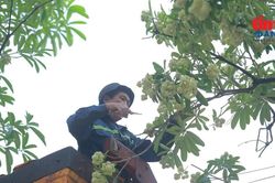Hình ảnh ngày đầu Hà Nội cắt tỉa chùm hoa sữa trên các tuyến phố