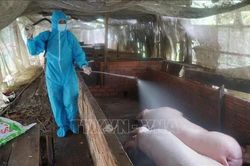 Cà Mau: Bệnh dịch tả lợn châu Phi diễn biến phức tạp