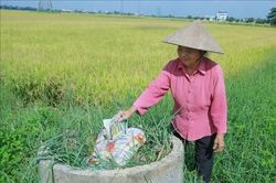 Lan tỏa mô hình 'Cánh đồng không vỏ thuốc bảo vệ thực vật'