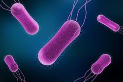 Phát hiện vi khuẩn Salmonella spp. trong mẫu thực phẩm vụ ngộ độc bánh mì