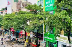 Hà Nội cắt tỉa đồng loạt 992 cây hoa sữa trên 13 tuyến phố