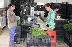 Khi nông dân Đồng Tháp làm nông nghiệp số: Đưa nông sản vươn xa