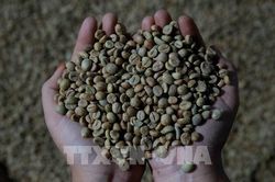 Giá cà phê Arabica cao nhất trong 1 tháng do lượng tồn kho thấp nghiêm trọng