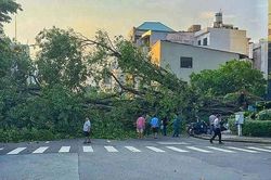 Liên tiếp cây xanh bật gốc ở TP.HCM: Kiểm tra thế nào để ngăn rủi ro?