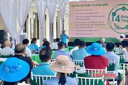 Mô hình lúa xanh tại Ninh Bình: Giảm chi phí, nâng giá trị hạt gạo