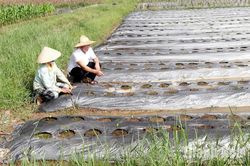 Khôi phục và sản xuất vụ đông gắn với liên kết bao tiêu sản phẩm ở Yên Định