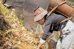 Ứng dụng khoa học công nghệ: Động lực phát triển bền vững kinh tế nông nghiệp miền núi Đà Nẵng