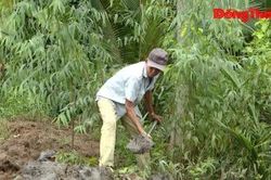 Bảo vệ vườn cây ven sông Tiền trước triều cường