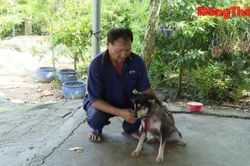 Tiêm phòng dại cho chó, mèo: Không chờ có dịch