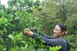 Vươn lên nhờ vườn cây ăn quả