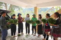 Cấp 50 nghìn cây giống đương quy và phân bón cho nông dân phường Tân Phong