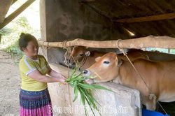Giải ngân hơn 17 tỷ đồng vốn chương trình mục tiêu quốc gia