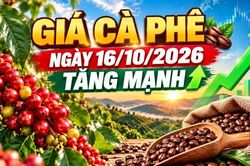 Giá cà phê hôm nay 16/10: Arabica tăng gần 2%, Tây Nguyên khởi sắc