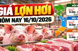 Giá lợn hơi hôm nay 16/10: Thị trường dao động 50.000 - 54.000 đồng/kg