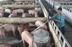 Lào Cai tăng cường các biện pháp phòng, chống dịch tả lợn châu Phi