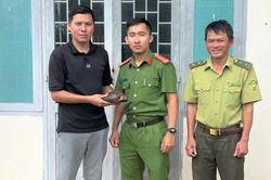 Người dân Lâm Đồng giao nộp rùa núi vàng thả về rừng