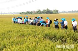 Tổng kết mô hình canh tác lúa hiệu quả cao - xanh và bền vững
