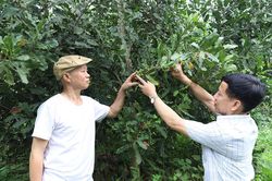 Thúc đẩy liên kết sản xuất ở Hùng An