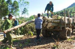 Hiệu quả kinh tế từ rừng trồng