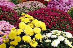 Hoa cúc Việt chinh phục thị trường Nhật Bản, thu về gần 800 tỷ đồng