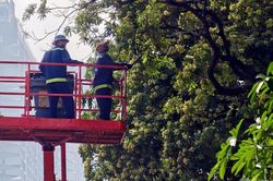 Hà Nội cắt tỉa hoa sữa, giảm mùi nồng gây khó chịu