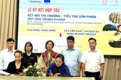 Đánh giá kết quả và kết nối nhân rộng mô hình sản xuất gạo nếp Ong vi sinh