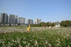 5 tọa độ ngắm cỏ lau đẹp như tranh ở Hà Nội, có nơi còn là điểm cắm trại lý tưởng