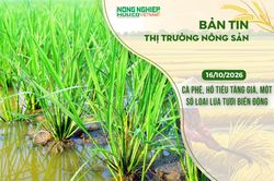 Thị trường n&ocirc;ng sản 16/10/2026: C&agrave; ph&ecirc;, hồ ti&ecirc;u tăng gi&aacute;, một số loại l&uacute;a tươi biến động