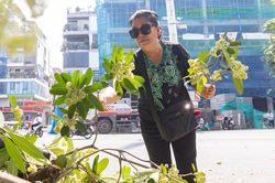 Hà Nội bắt đầu cắt tỉa hoa sữa, nhiều người tiếc nuối nhặt hoa mang về