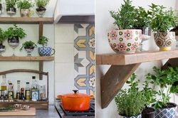 Loại cây phong thủy trồng trong bếp vừa khử mùi hôi lại mang nhiều may mắn