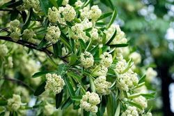 Làm gì để hạn chế ảnh hưởng của mùi hoa sữa? Những người này cần lưu ý