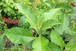 Tác dụng của cây lá đắng với sức khỏe