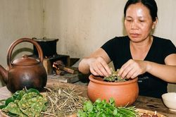 Bài thuốc có lá sung giúp thanh nhiệt