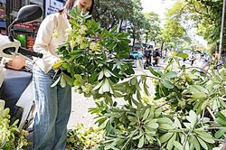Hà Nội cắt tỉa hoa sữa, nhiều người tranh thủ nhặt mang về cắm